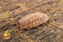 Porcellio ovalis "Red"