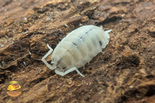 Picture of Porcellio Scaber Moonstone