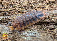 Picture of Porcellio Scaber Rusty
