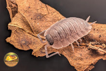 Porcellio "Silvestri" Isopod