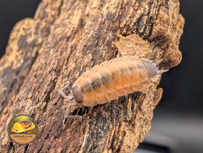Porcellio "Silvestri" Isopod