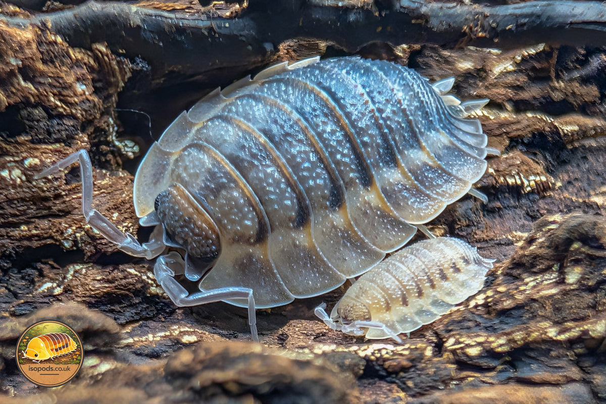 Picture of Porcellio Spatulatus Coros