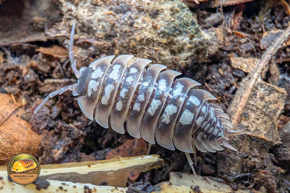 Picture of Porcellio Tortonesei