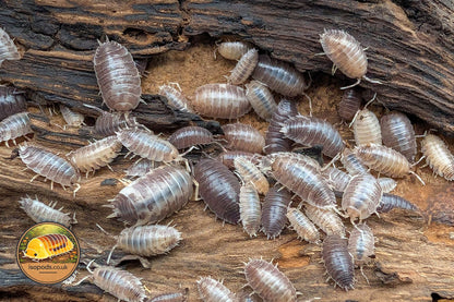 Porcellio Laevis Milkback Isopods Group Showing Pale White and Grey Mottled Adults and Juveniles on Bark
