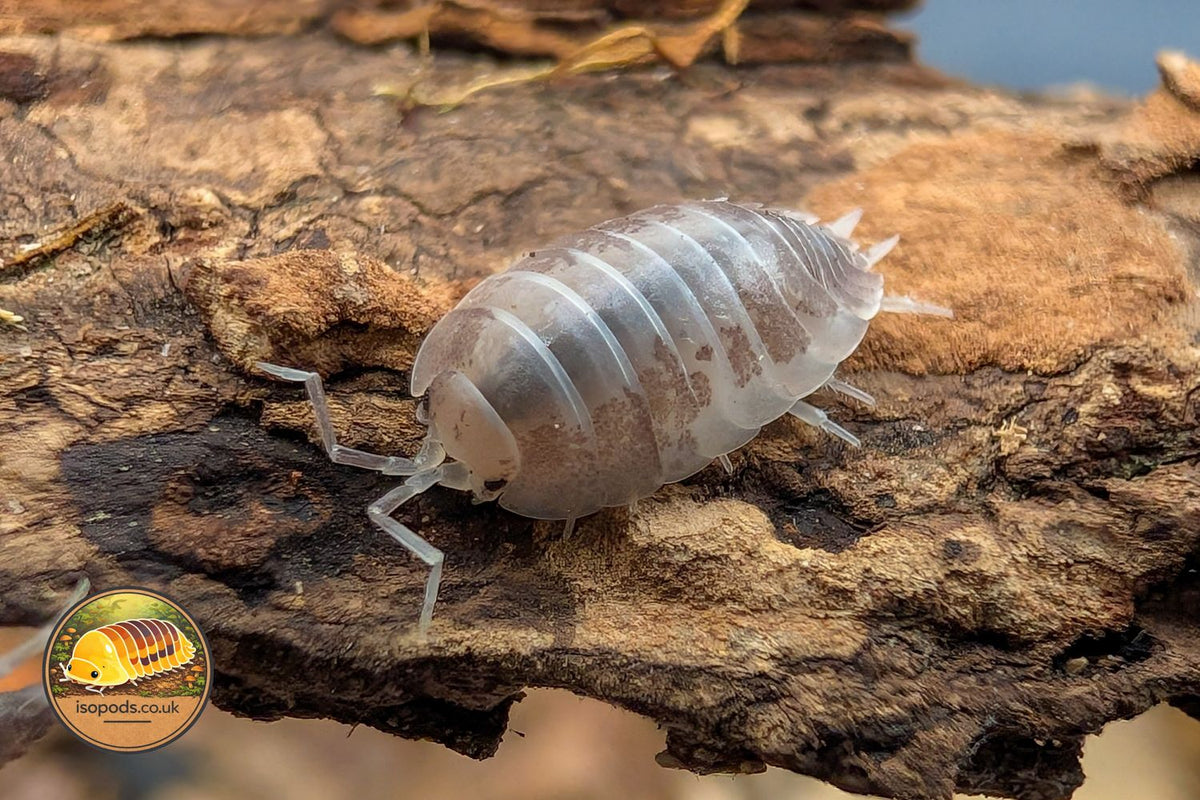 Porcellio Laevis Milkback Isopod Close Up Showing Pale White Body with Grey Mottled Pattern on Bark