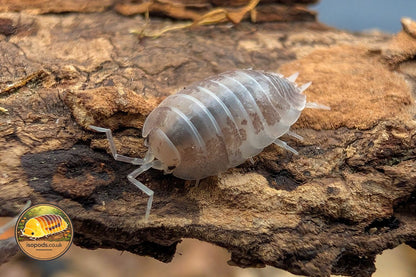 Porcellio Laevis Milkback Isopod Close Up Showing Pale White Body with Grey Mottled Pattern on Bark