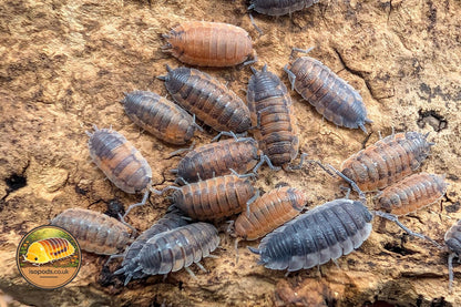 Porcellio Scaber Lava Isopods Group Showing Orange and Dark Grey Mottled Colouring on Bark