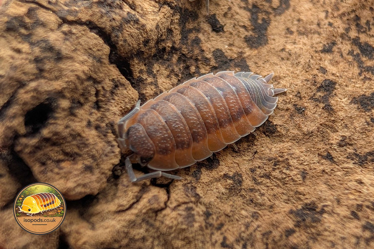 Porcellio Scaber Lava Isopod Close Up Showing Red and Dark Mottled Colouring