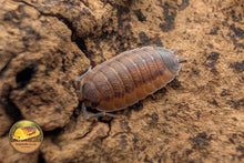 Porcellio Scaber Lava Isopod Close Up Showing Red and Dark Mottled Colouring