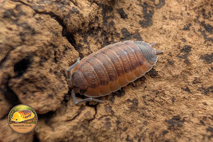 Porcellio Scaber Lava Isopod Close Up Showing Red and Dark Mottled Colouring