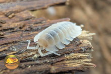 Porcellio spatulatus White Isopod