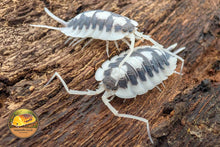 Porcellio succinctus Black Rib Isopod