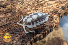 Porcellio succinctus Black Rib Isopod
