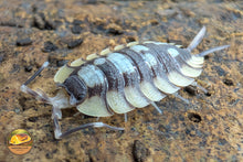 Porcellio Expansus "Prades" Isopods