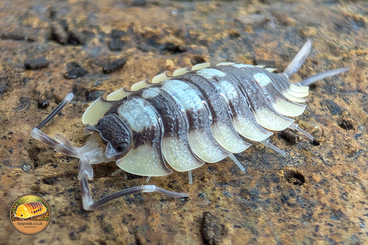 Porcellio Expansus "Prades" Isopods