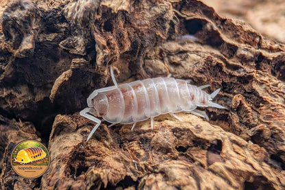 Porcellionides Pruinosus Orange Pied Isopod Close Up Showing Pale Translucent Body with Orange Patches on Bark