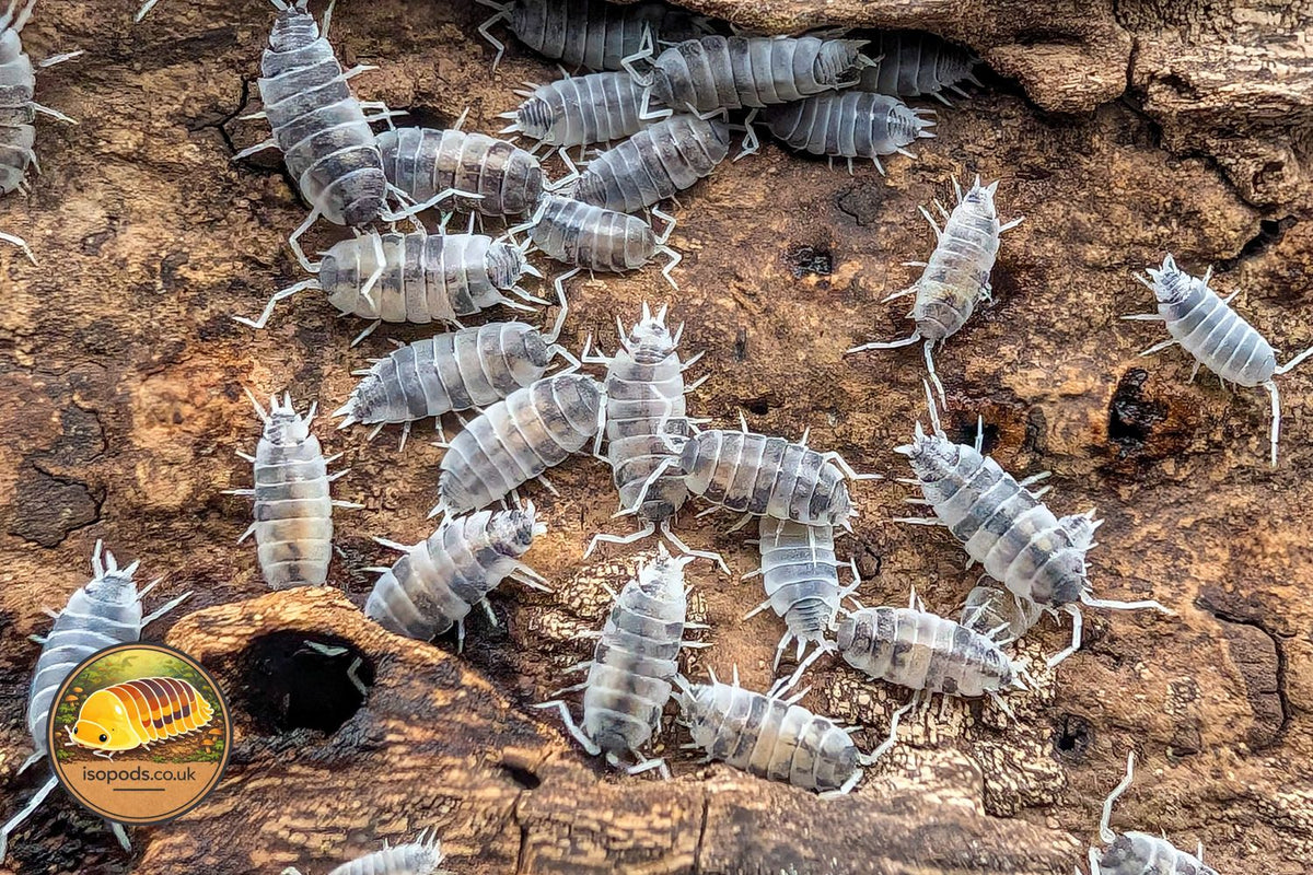 Porcellionides Pruinosus Oreo Crumble Isopods Group Showing Pale Grey and White Speckled Colouring on Bark
