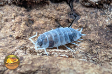 Porcellionides Pruinosus Oreo Crumble Isopod Close Up Showing Blue Grey Body and Pale Legs on Bark