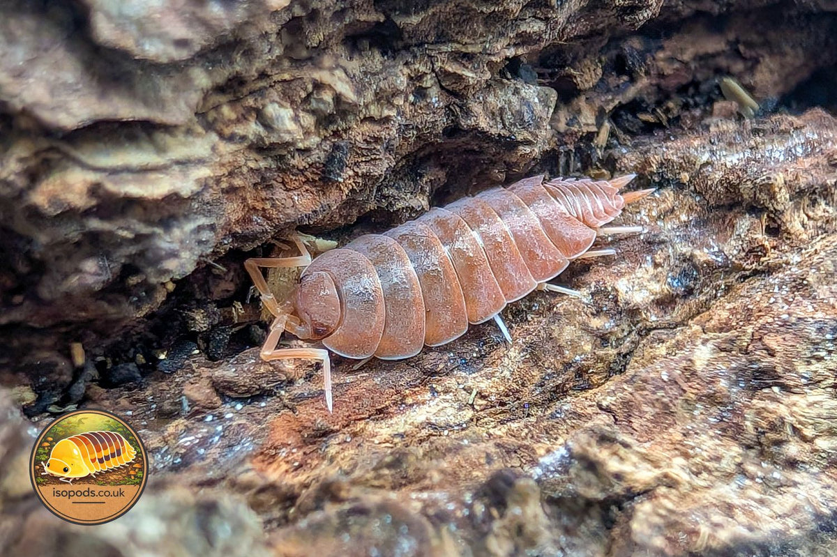 Porcellionides Pruinosus Powder Orange Isopod Close Up Showing Powdery Orange Body on Bark