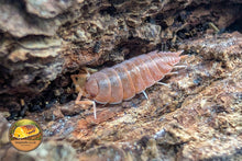 Porcellionides Pruinosus Powder Orange Isopod Close Up Showing Powdery Orange Body on Bark