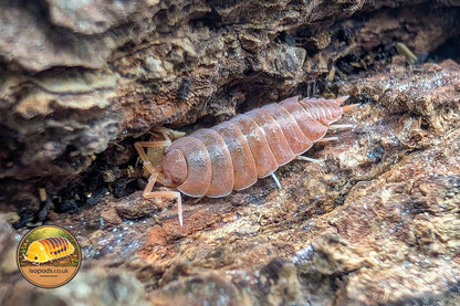 Porcellionides Pruinosus Powder Orange Isopod Close Up Showing Powdery Orange Body on Bark