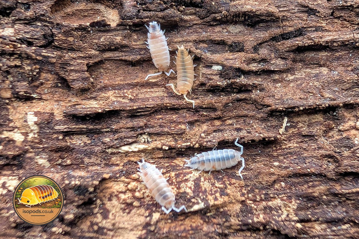 Porcellionides Pruinosus Powder Orange Pied Isopods Group Showing Pale Translucent and Orange Pied Colouring on Bark