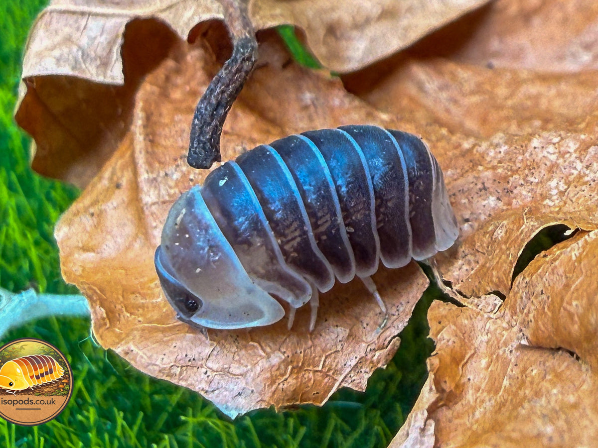 Picture of Spherillo BlackCastle