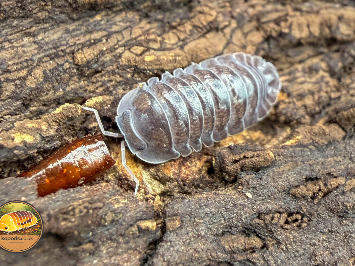 Spherillo sp. Hainan Black Isopod