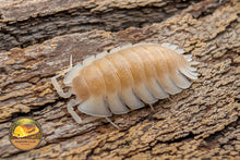 Trachelipus trilobatus Albino Crystal White Isopod