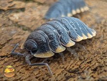 Trachelipus Caucasius Isopods