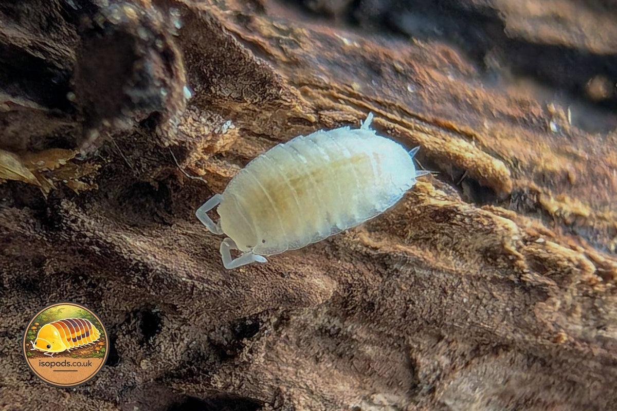 Trichorhina Tomentosa Dwarf White Isopods Close Up
