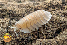 Troglodillo Herringbone Isopod