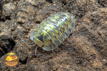 Troglodillo Lomina Isopod