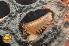 Troglodillo Sunset Isopod