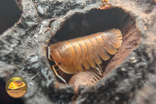 Troglodillo Sunset Isopod