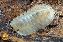 Troglodillo "Glass Skeleton" Isopods