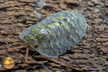 Troglodillo "Green Spot" Isopods