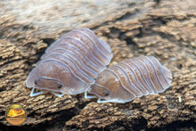 Troglodillo "Soil" Isopods