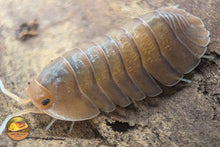 Troglodillo "Sunset" Isopods