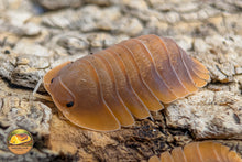 Troglodillo "Vex" Isopods