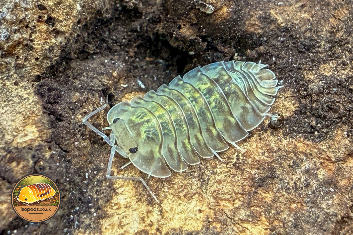 Picture of Troglodilo camouflage
