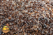 this is a picture of Tropical Springtails CUC