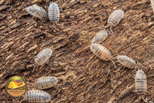 Porcellio laevis "Dairy Cow" Isopod