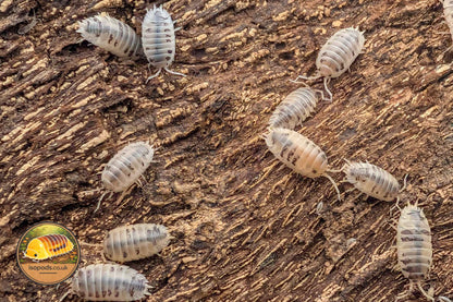 Porcellio laevis "Dairy Cow" Isopod