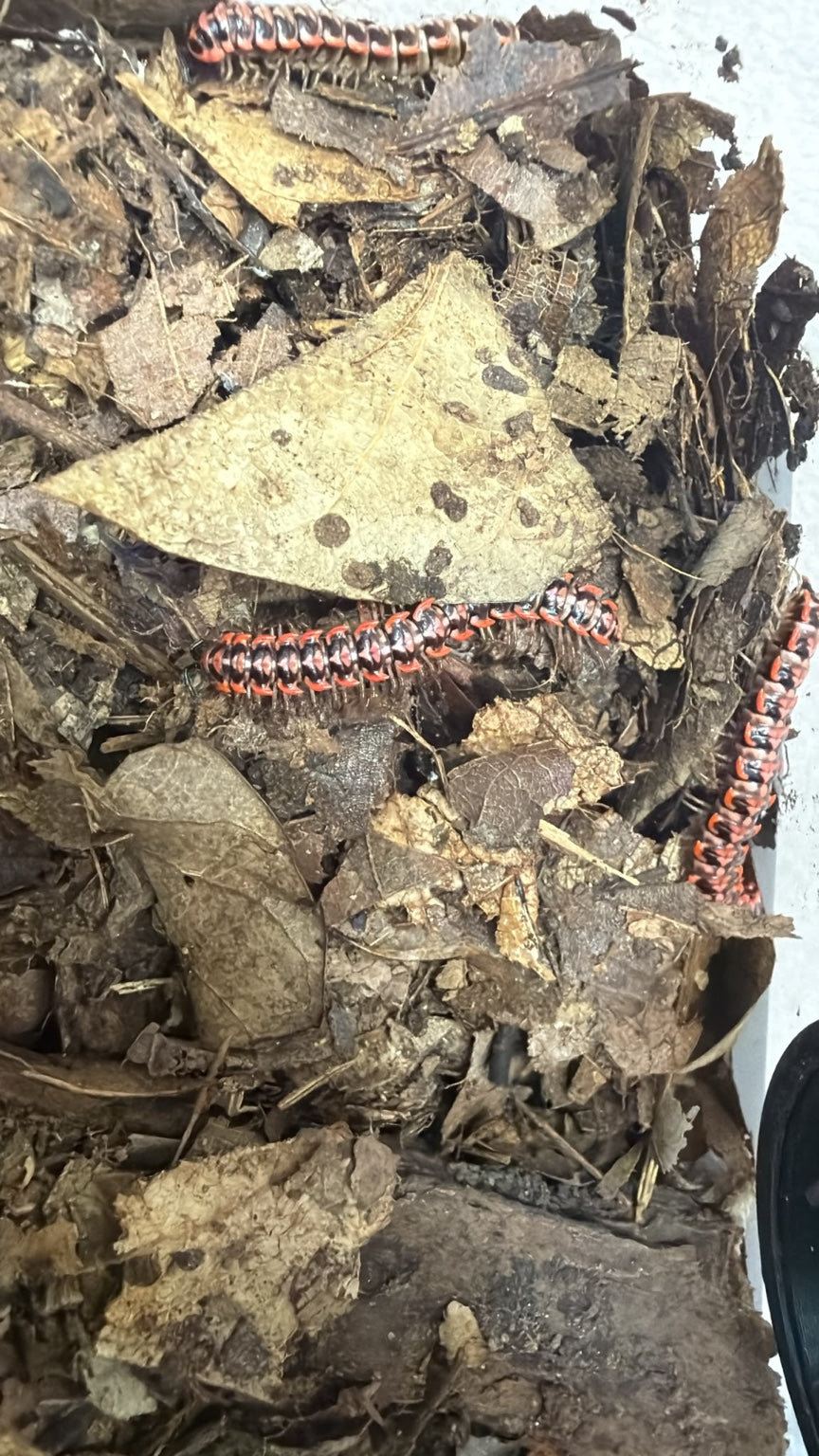 Orange Antheromorpha uncinata millipedes showing fiery orange segment tips among leaf litter