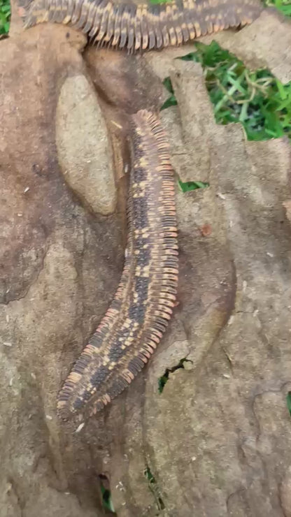 Vietnam Feather Millipede (Brachycybe sp. Vietnam)