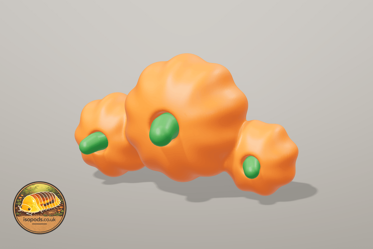 Pumpkin Patch Jumping Spider Set — P25 pumpkin cluster