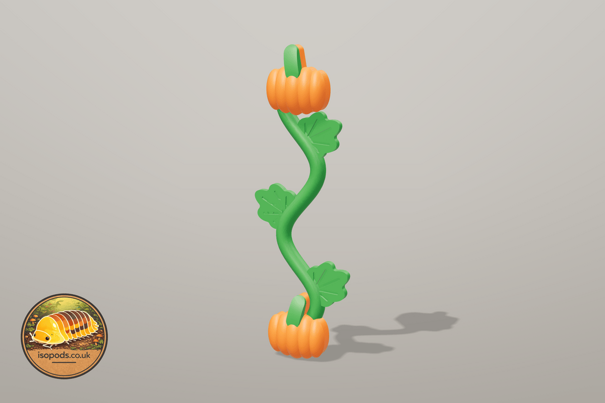 Pumpkin Patch Jumping Spider Wavy vine (short) — Both enclosures