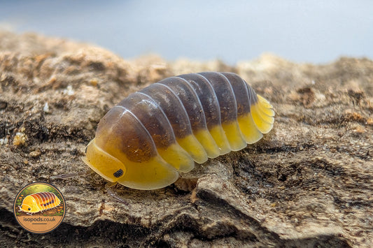 Cubaris "Lemon Blue" Isopods